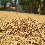 Harga Gabah Jagung naik