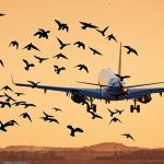 Jeju Air Bird Strike
