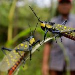 Belalang Setan Beracun Diduga Penyebab Kematian Warga, Simak Faktanya.