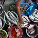 harga-ikan-laut