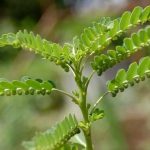 20200702091754-1-tanaman-meniran-001-khulafa-pinta-winastya