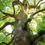 Pohon-kamper-dilihat-dari-dekat