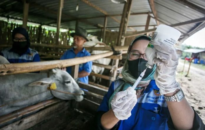 Pemprov Bali Vaksin PMK