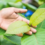 file-20230417-20-ntt3gb