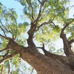 kayu_kamper-1.width-800.format-webp