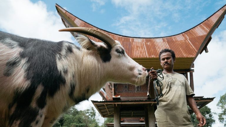 Resmi Terdaftar! Kerbau Belang Toraja Kini Dilindungi sebagai Kekayaan Komunal