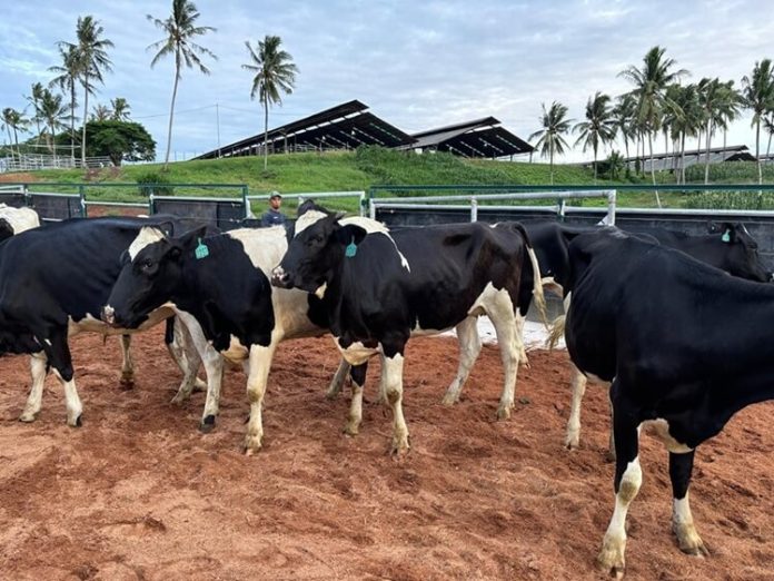 Sapi Perah Australia Tiba