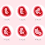 creative-fetal-development-collection_23-2149217246