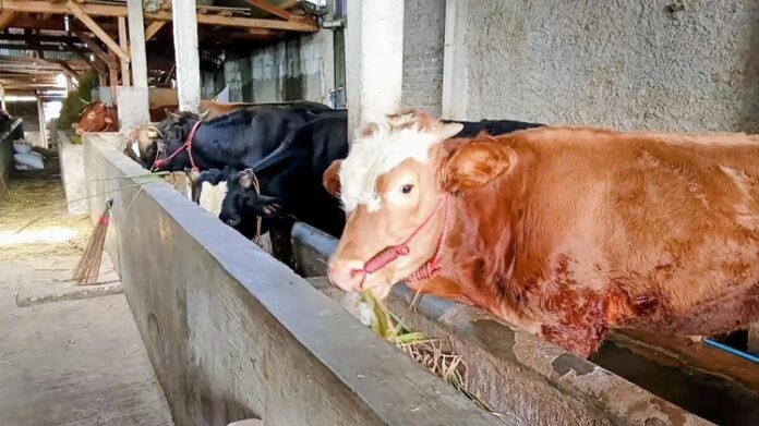 DKPP Kesehatan Hewan Kurban