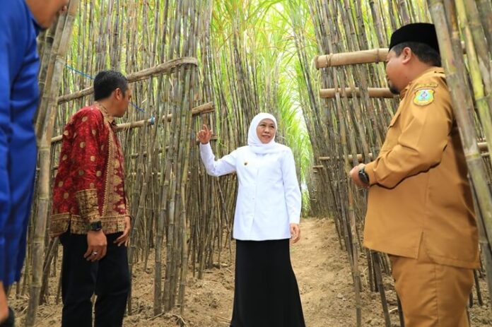 Khofifah KUR Petani Tebu Jatim