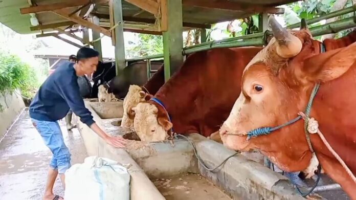 Peternak Muda Tips Rawat Sapi