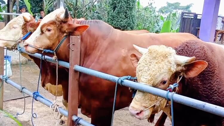Sapi Kurban Prabowo Bandung