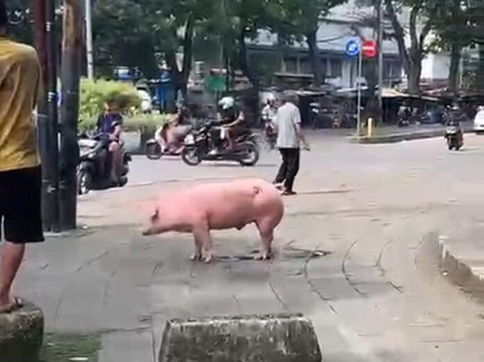 Babi Berkeliaran Ciroyom