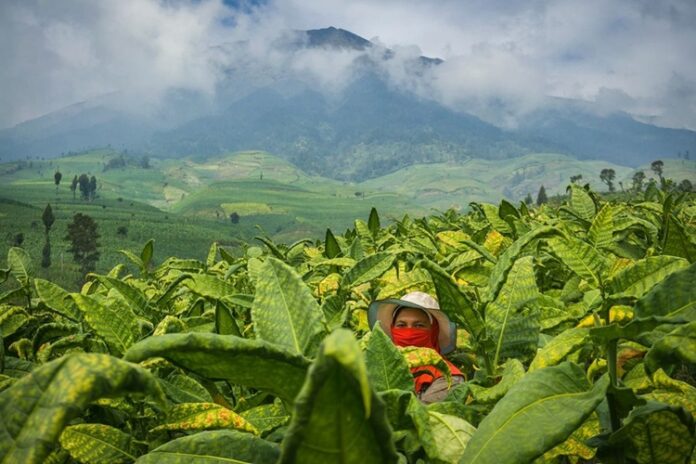 Gudang Garam Tembakau Temanggung