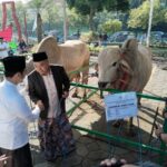 Emil dardak sapi Kurban