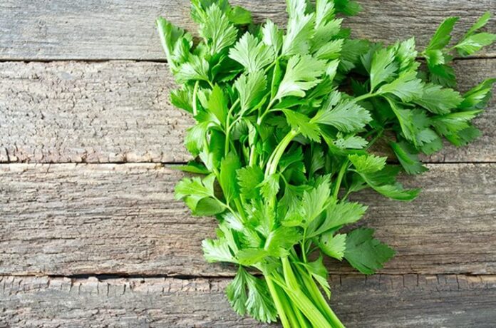 Tips Menyimpan Seledri