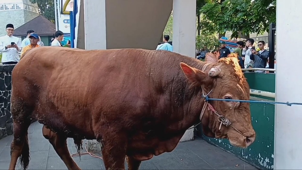 Sapi Prabowo
