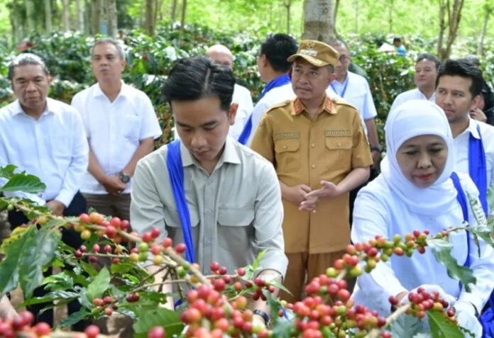 Wapres Panen Raya Kopi Ijen
