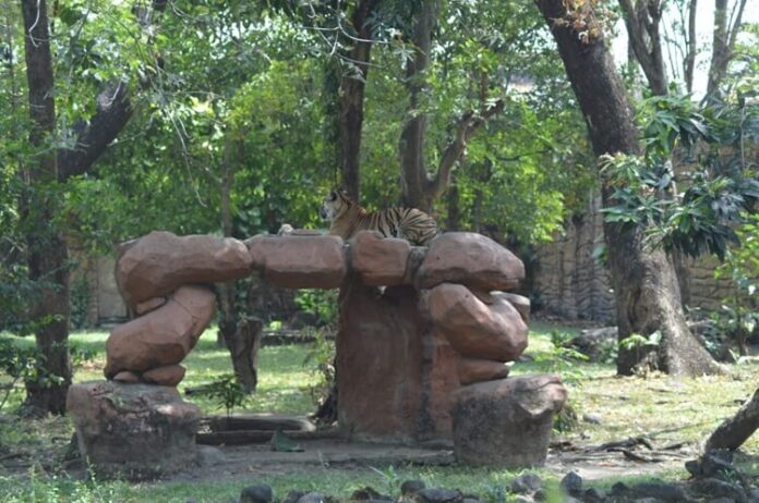 KBS Maharani Zoo Lamongan