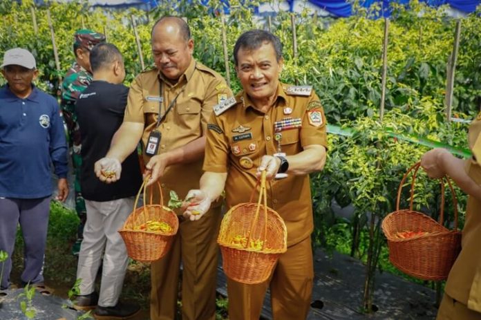 Pemprov Jateng Kelangkaan Cabai