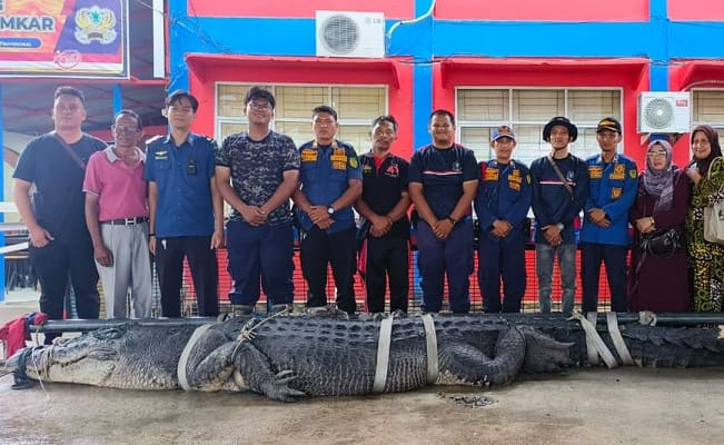 Buaya Raksasa Sepanjang 7 Meter Berat 1 Ton