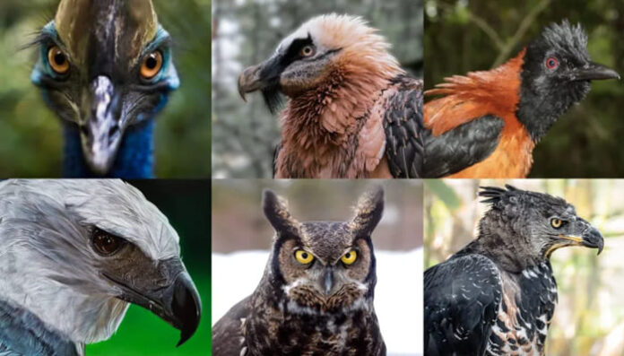 Daftar Burung Paling Berbahaya