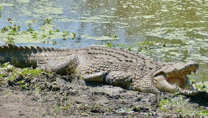 Buaya Raksasa Sepanjang 7 Meter Berat 1 Ton