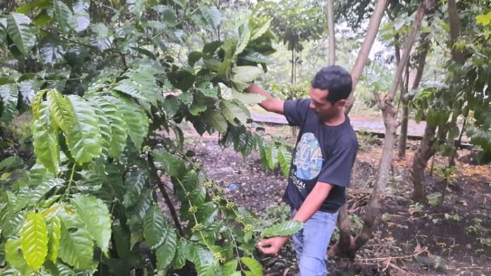 Kopi Kokobo Dander Forest