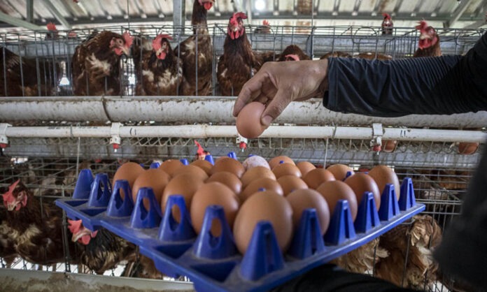 Peternak Telur Ayam MBG