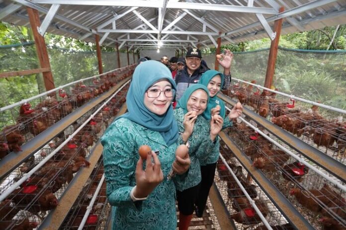 Peternakan Ayam Kudus