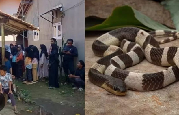 Kasus Warga Suku Baduy Digigit Ular
