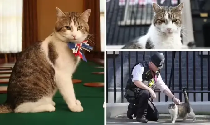 Fakta Unik Larry the Cat