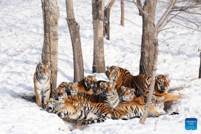 Harimau di China Puasa