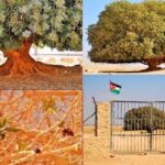 Mengenal Pohon Sahabi, Sahabat Nabi Muhammad SAW Satu-satunya yang Masih Hidup di Dunia Ini.