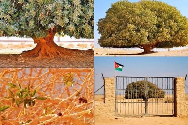 Mengenal Pohon Sahabi