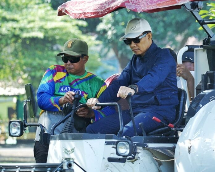 Panen Raya Padi Pasuruan