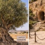 Mengenal Pohon Sahabi, Sahabat Nabi Muhammad SAW Satu-satunya yang Masih Hidup di Dunia Ini.