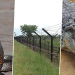 India Bakal Kerahkan Buaya dan Ular Berbisa untuk Jaga Perbatasan.