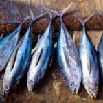 6-Cara-Ekspor-Ikan-Tuna-ke-Jepang
