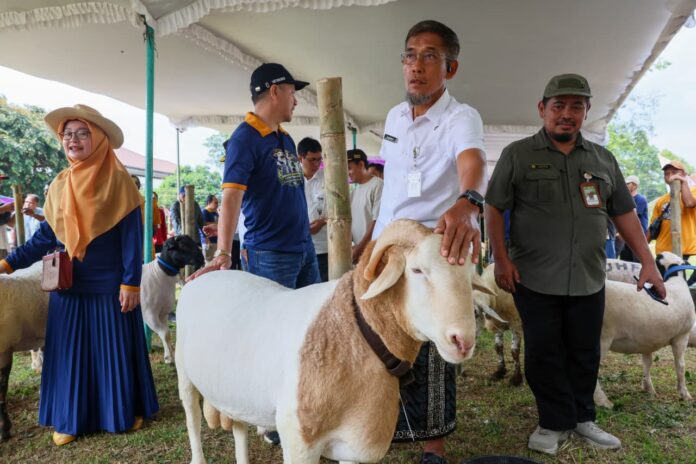 Hewan Kurban Jateng