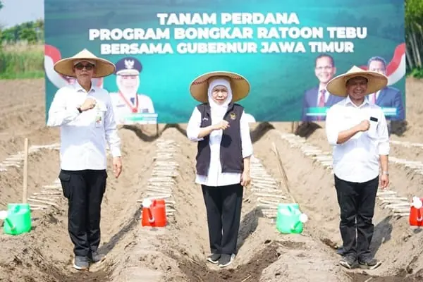 Gubernur Khofifah Pimpin Tanam Perdana Bongkar Ratoon Tebu Serentak