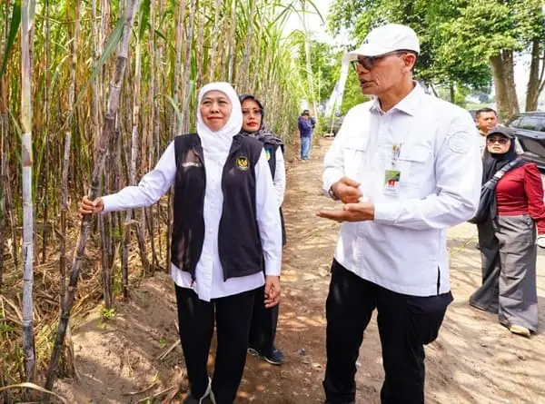 Gubernur Khofifah Pimpin Tanam Perdana Bongkar Ratoon Tebu Serentak