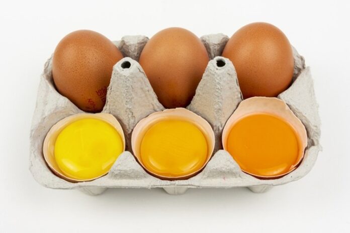Warna Kuning Telur