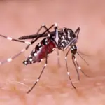 074119400_1643363958-Demam-Berdarah-Dengue