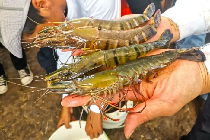 Kaltim Udang Windu
