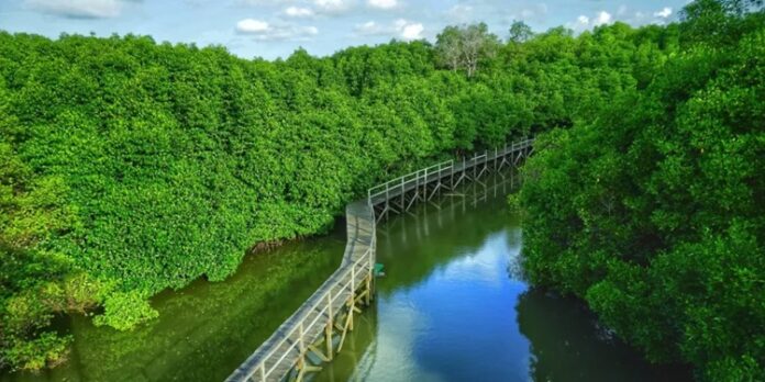 Mangrove Kaltim