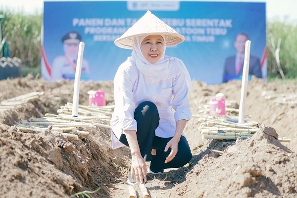 Gubernur Khofifah Pimpin Program Bongkar Ratoon Tebu di Malang