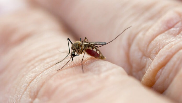 Nyamuk Wolbachia