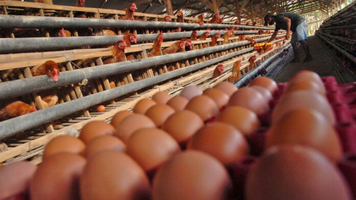 Harga Telur Ayam
